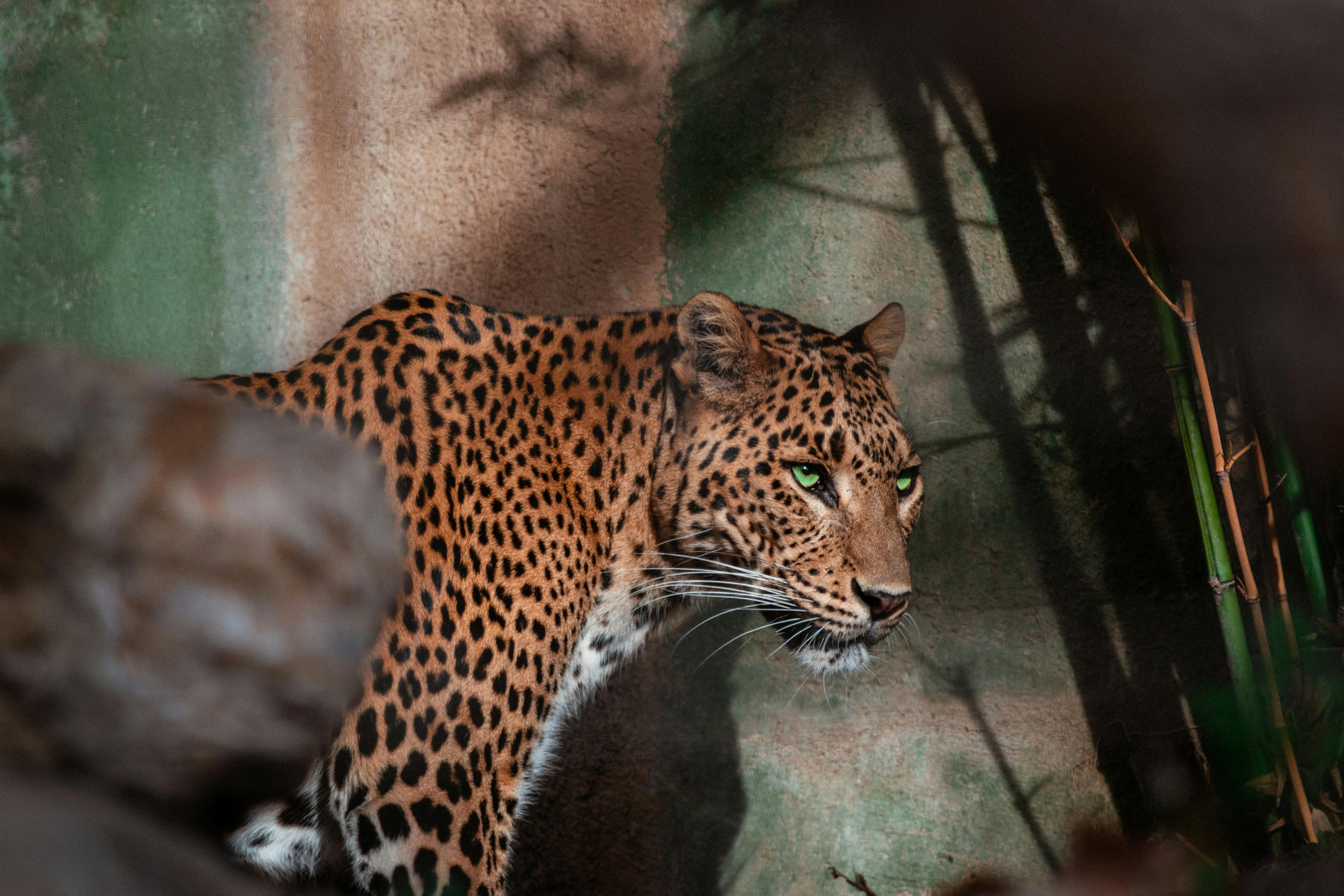 Leopard